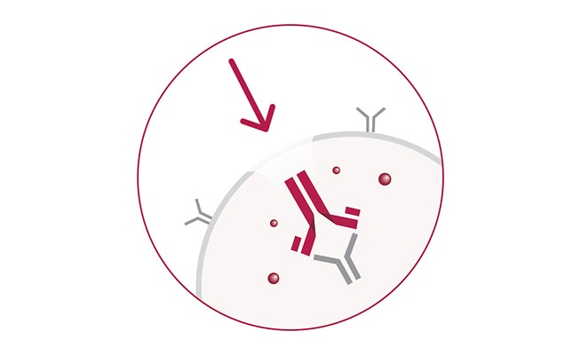 An ADCETRIS® (brentuximab vedotin) antibody internalized inside a cell, with arrow indicating intracellular movement