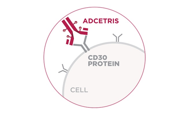 ADCETRIS® (brentuximab vedotin) binding to CD30 protein on a cell surface