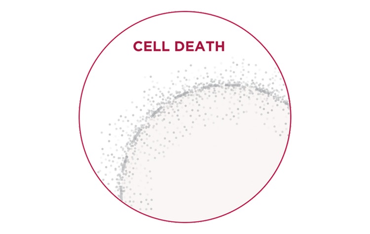 Text stating “Cell Death” showing a circular cell outline with dispersed gray particles inside